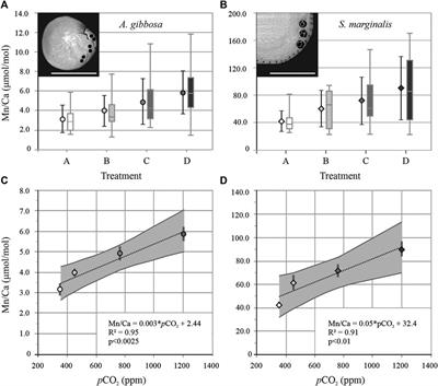 Mn Incorporation in Large Benthic Foraminifera: Differences Between Species and the Impact of pCO2